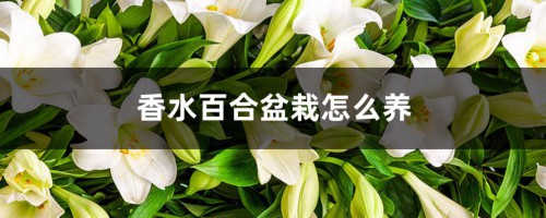 香水百合盆栽怎么养