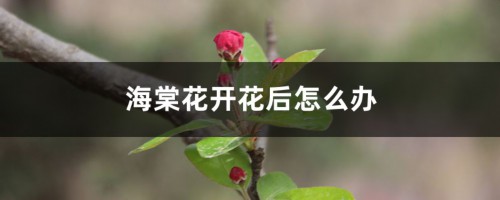 海棠花开花后怎么办