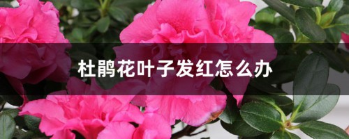 杜鹃花叶子发红怎么办