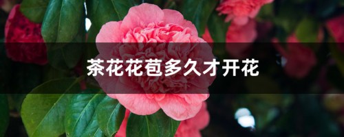 茶花花苞多久才开花