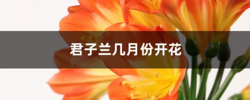 君子兰几月份开花，养几年能开花